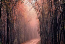 爱游戏：[德甲]奥利塞右路送助攻 穆西亚拉包抄破门.